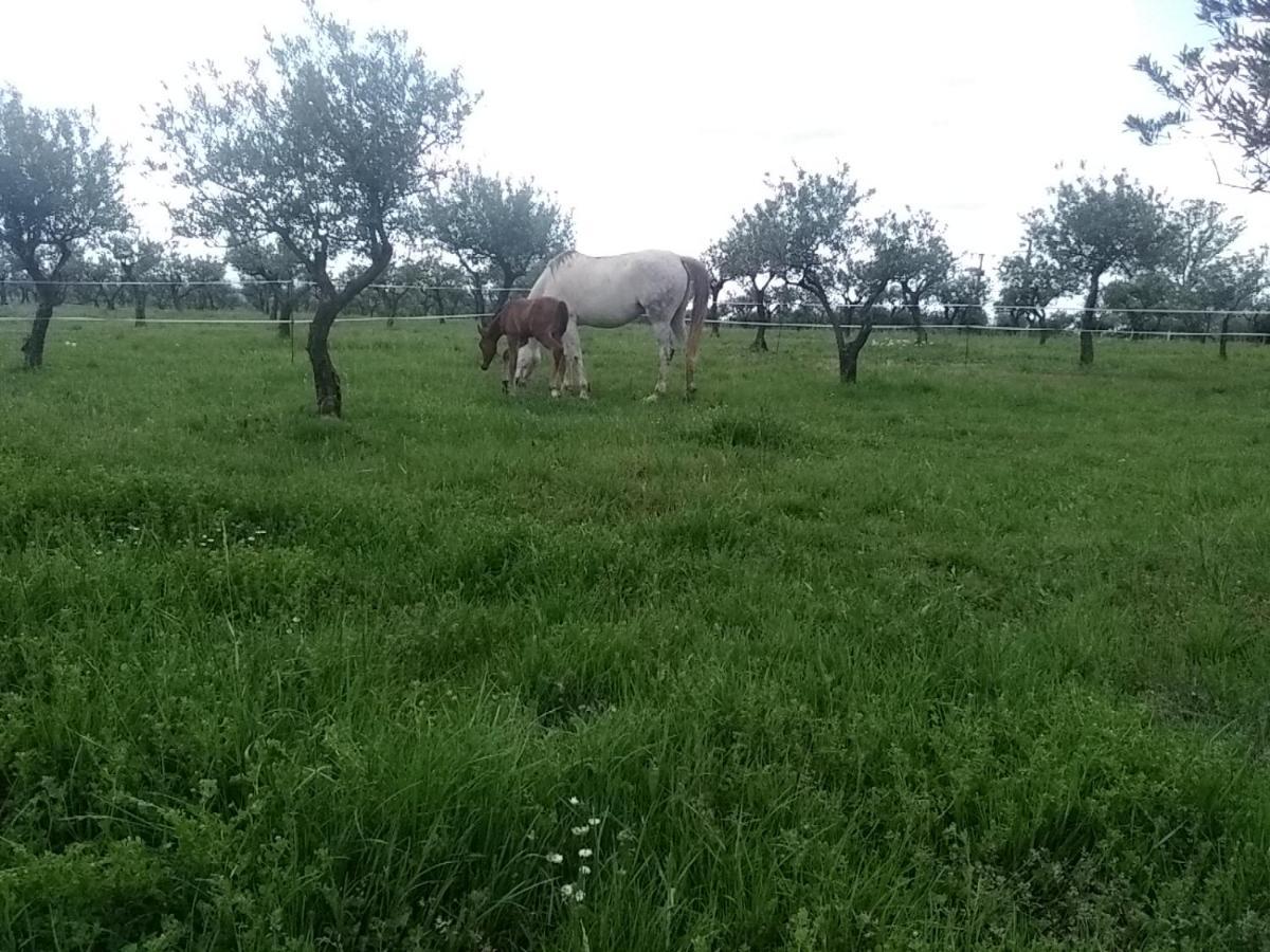 Studio Independant Dans Ferme Equestre Aups Exterior foto
